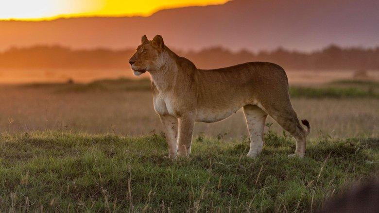 Big Cat Tales image