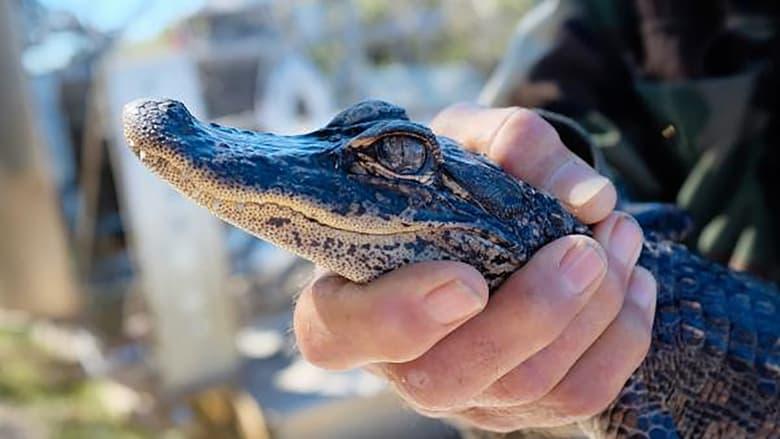 Animal Cops: Miami image