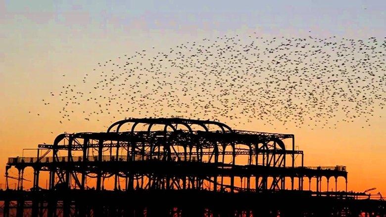 Swarm: Nature's Incredible Invasions image
