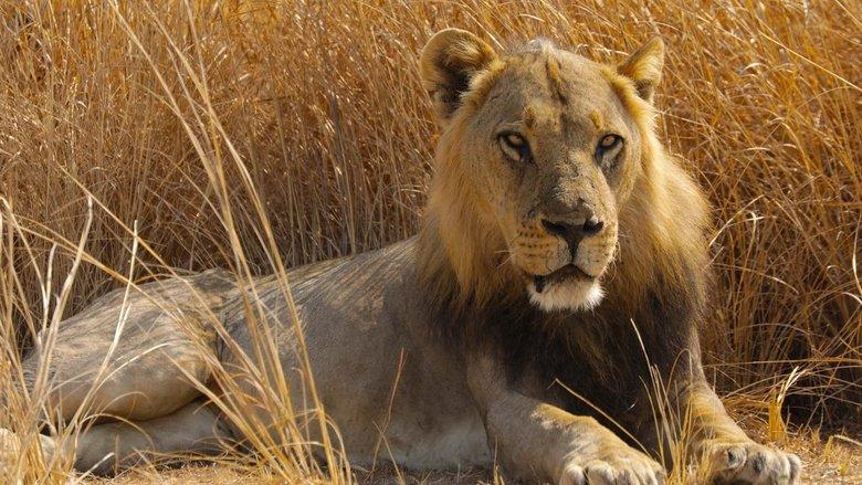 Big Cat Country image