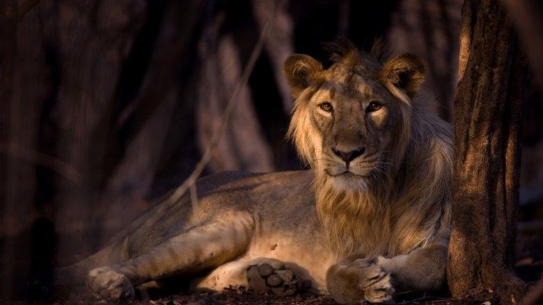Secrets of Wild India image