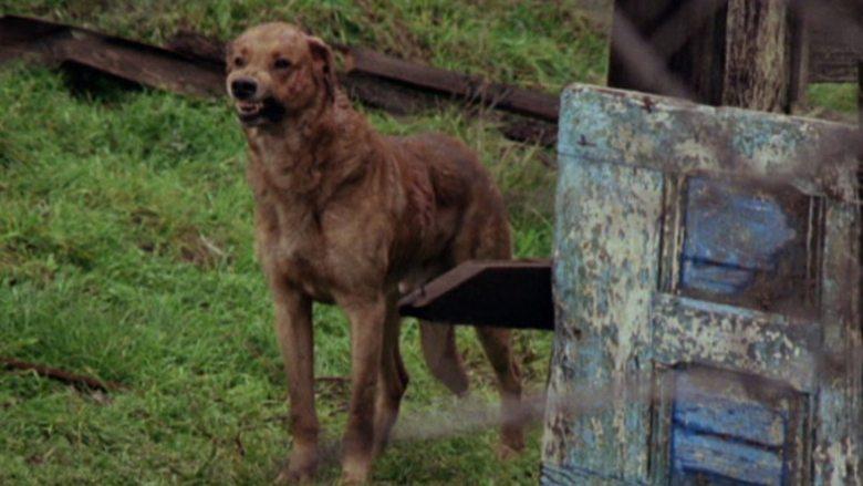 The Pack image