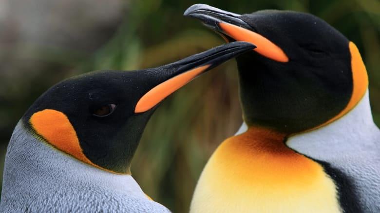 The Penguin King image