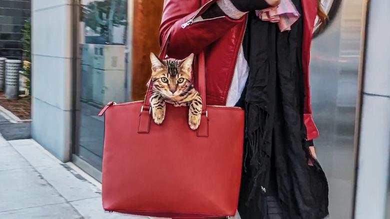 Cat People image