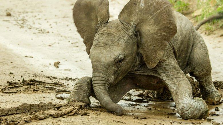 Animal Babies: First Year On Earth image