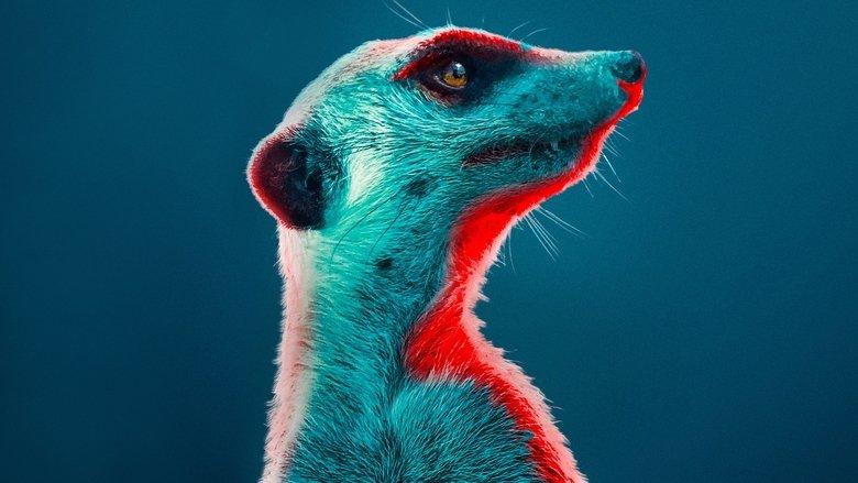 Meerkat Manor: Rise of the Dynasty image