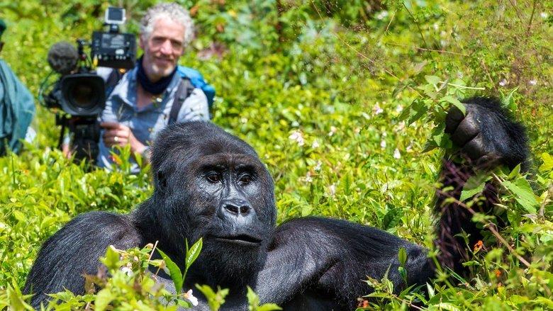Gorilla Family & Me image