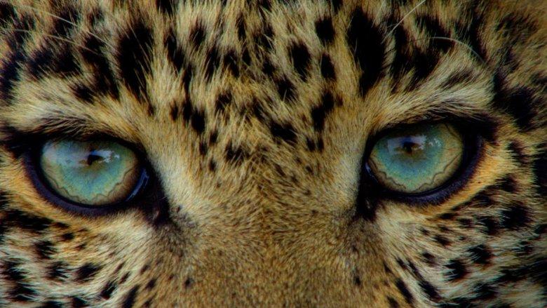 Big Cat Diary image