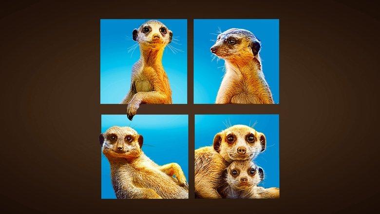 Meet The Meerkats image