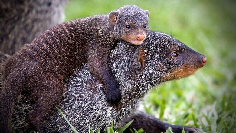 Banded Brothers: The Mongoose Mob image