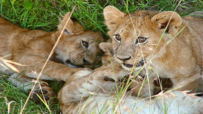 Safari Vet School image