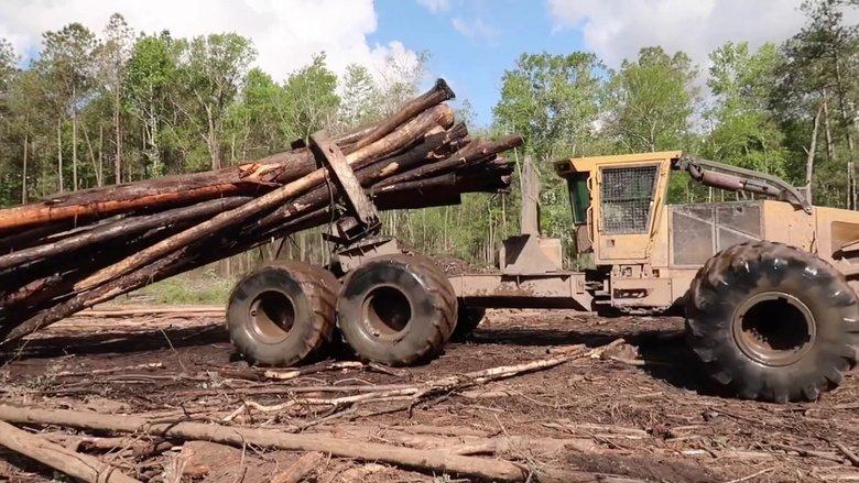Swamp Loggers image
