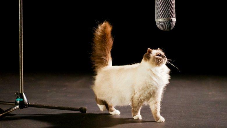 The Story of Cats image