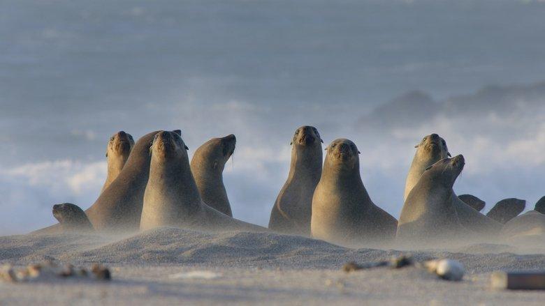 Africa's Wild Year image