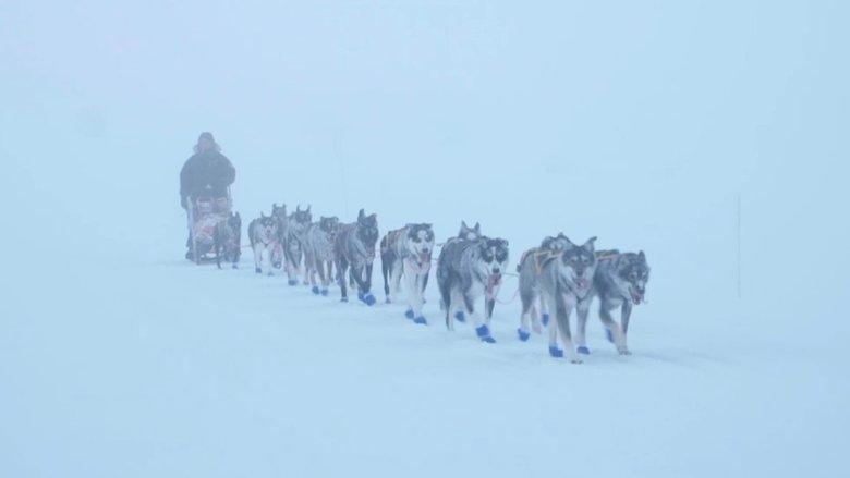 Monsen and the dogs image