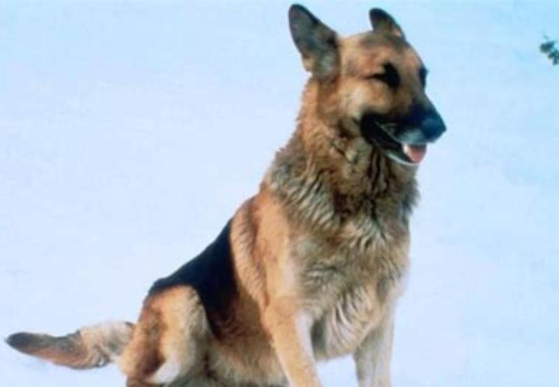 Heinrich image