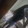Blue profile photo