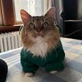 Cora profile photo