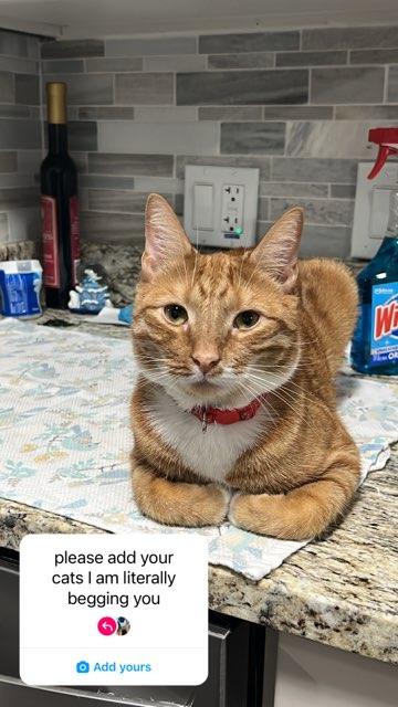 Athena profile photo
