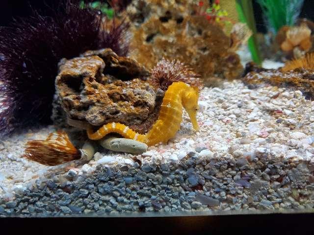 SeahorseBoi profile photo