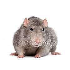 Jassu profile photo