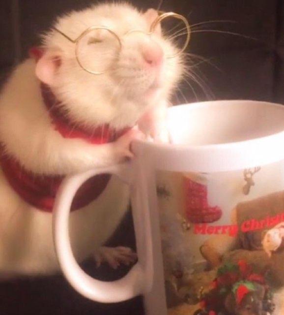 FerretFightClub profile photo