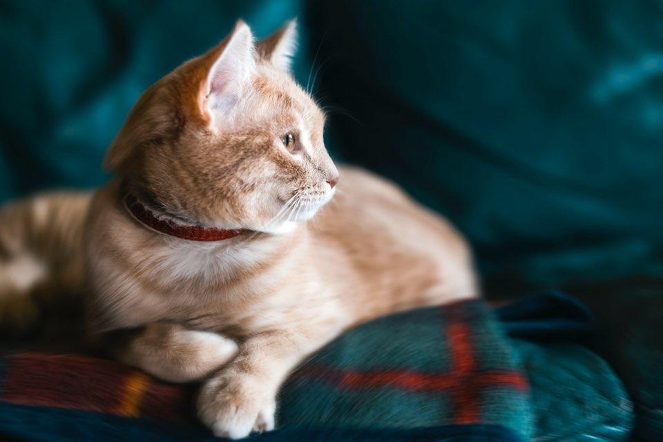 Charlie profile photo