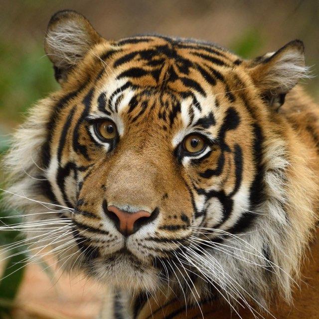 Savanna profile photo
