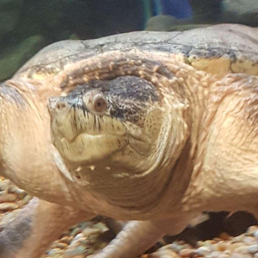 Yertle profile photo