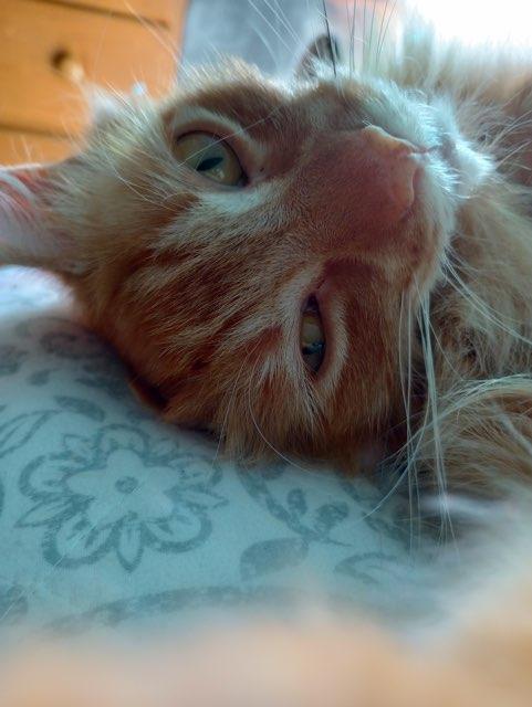 Laney profile photo